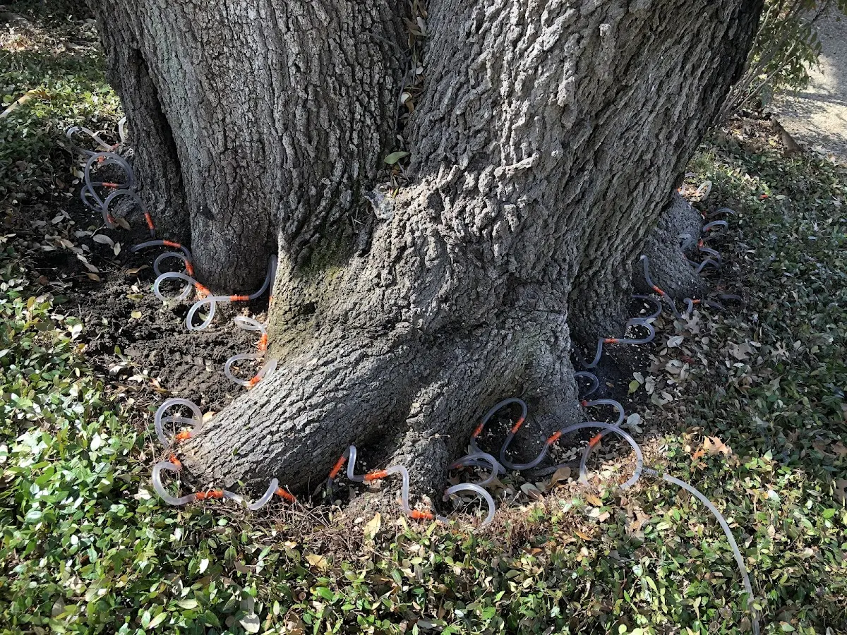 Detailed Tree Cabling and Bracing job site in Talihina