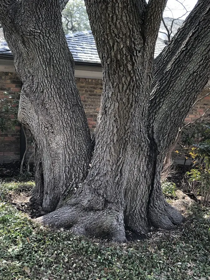 Mature heritage tree close to a Talihina property cared for by certified arborists